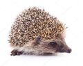 Smallhedgehog.jpg